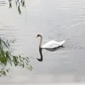 Agua destilada.
