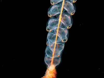 Biomas marinos