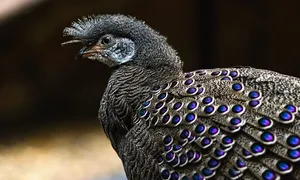 Animales Ovíparos y Vivíparos