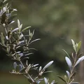 propiedad del aceite de arbol