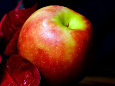 los alimentos