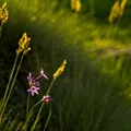 hormona-del-crecimiento