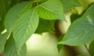 Clases de ambiente natural y artificial