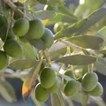 definicion de aceite de onagra