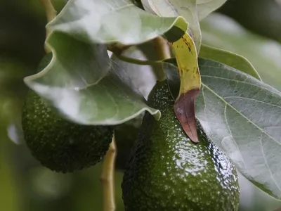 el aguacate