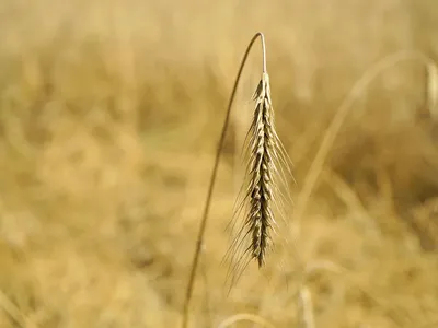 Tipos de fibras musculares