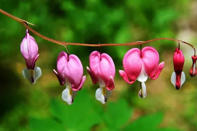 Tipos de flores