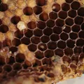 Celula eucariota