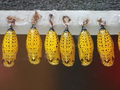 Tipos de abonos según su origen