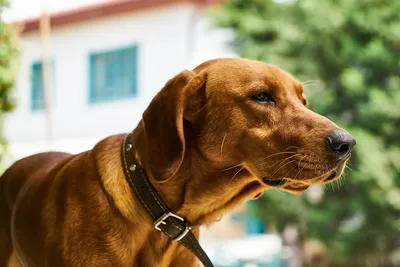Tipos de perros