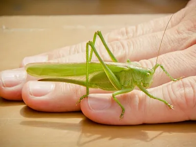 huesos largos