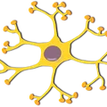 neuronas-sensitivas