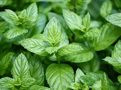 Formas de usos del aceite de árbol
