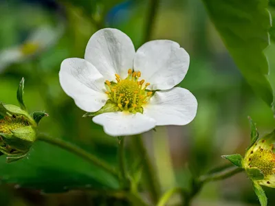 la fresa