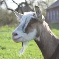 Propiedades de la leche de cabra