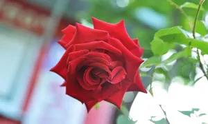 Tipos de flores