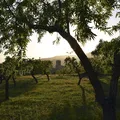 Las almendras producidas en República Dominicana son de cáscara blanda...
