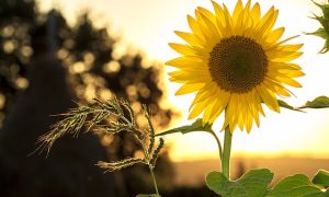 Clases de ambiente natural y artificial