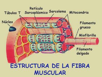 Estructura de la Fibra Muscular