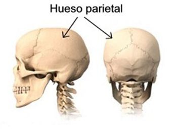 Hueso parietal