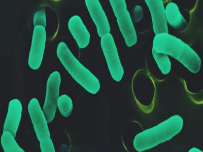 Infección por bacterias