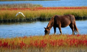 Tipos de caballos