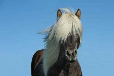 Tipos de caballos