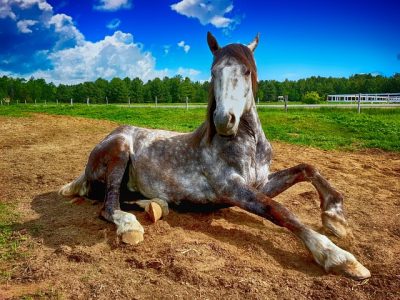 Tipos de caballos