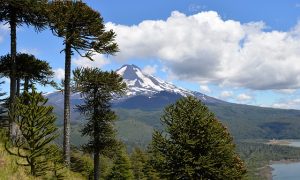 Tipos de ecosistemas