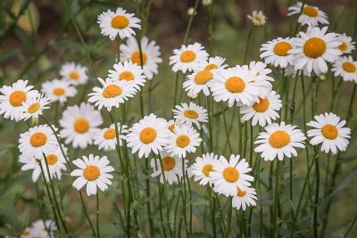 Tipos de flores