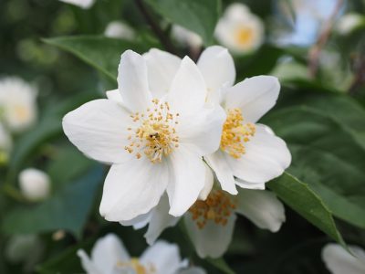 Tipos de flores