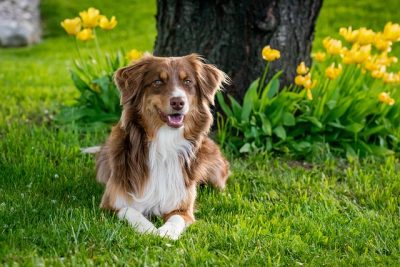 Tipos de perros