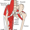 definicion de Musculos aductores