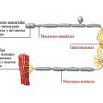 neuronas-sensitivas